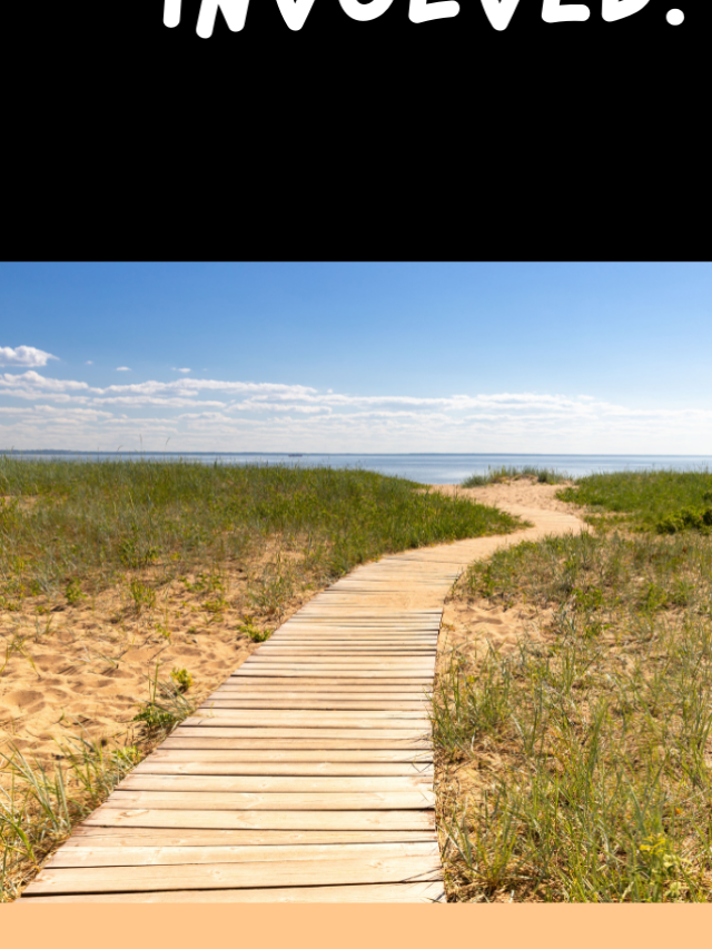 plant succession on sand dunes